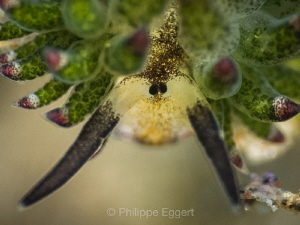 Costasiella kuroshimae close up!
getting the focus was k... by Philippe Eggert 